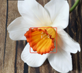 Home Decor Faux Flower Vase for Table Decoration